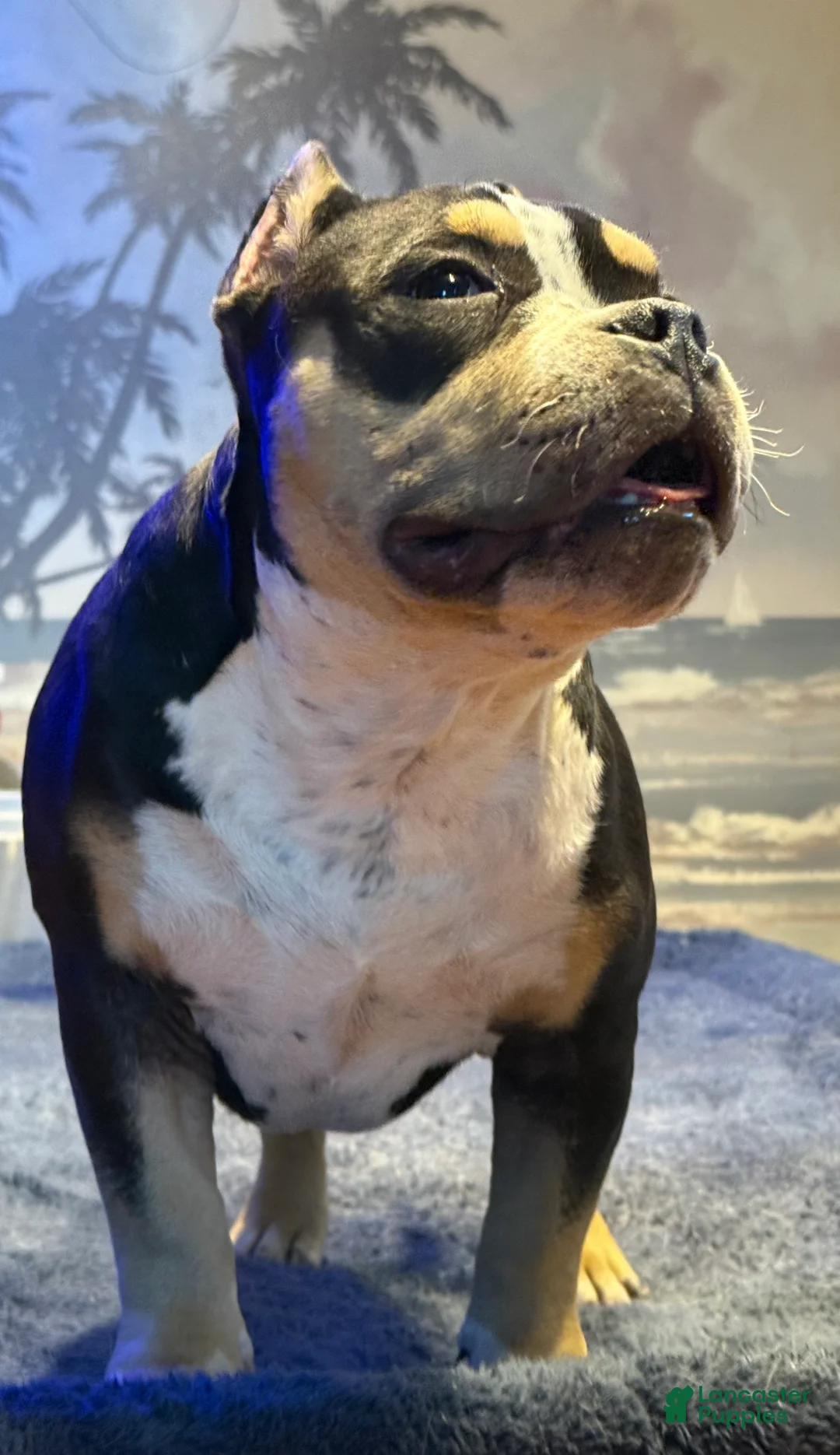 American Bully dogs for sale: American Bully Puppy 1 - Ad 4
