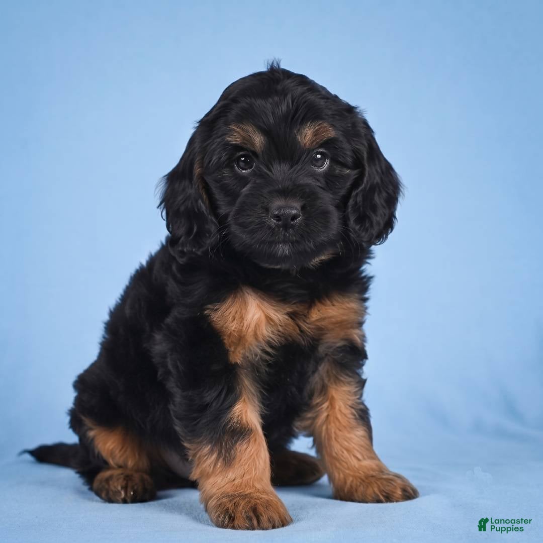 Cockapoo dogs Moley - Ad 1