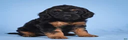 Cockapoo dogs for sale: Moley - Ad 1