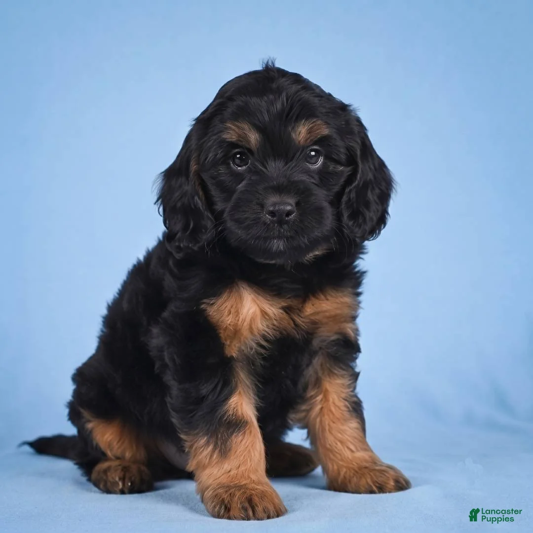 Cockapoo dogs for sale: Moley - Ad 1