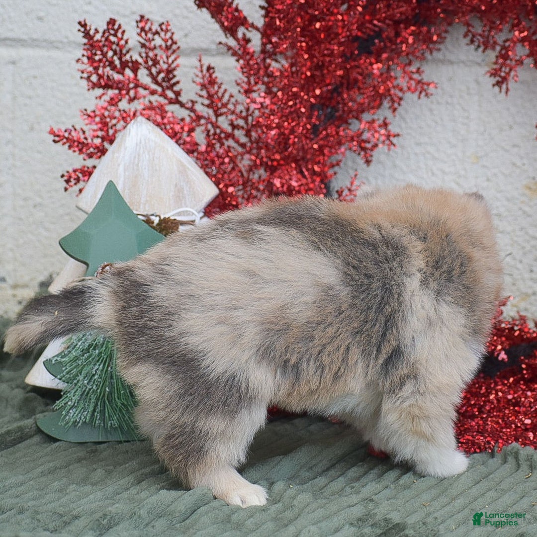 Pomsky dogs for sale: Smokey  - Ad 3