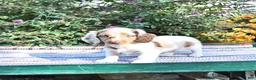 Miniature Dachshund dogs for sale: Kelsey - Ad 2