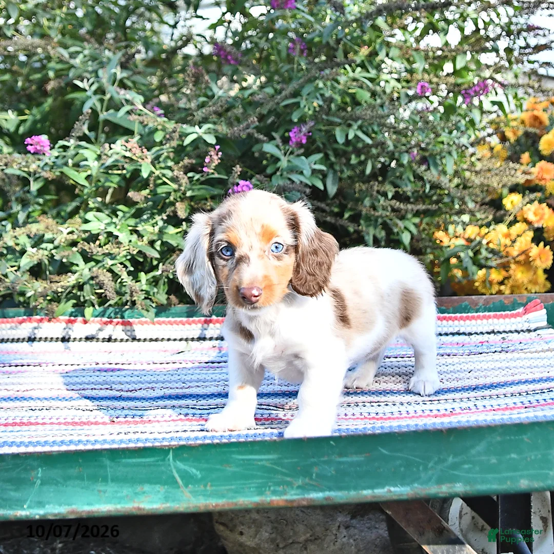 Miniature Dachshund dogs for sale: Kelsey - Ad 2