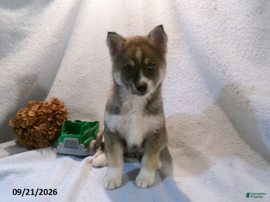 Pomsky dogs Petey - Ad 2