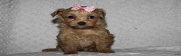 Yorkiepoo dogs for sale: GRACIE - Ad 5