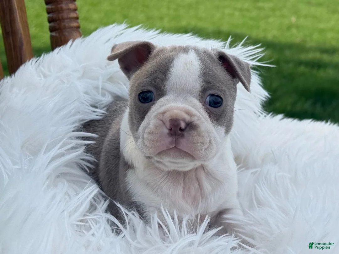 Boston Terrier dogs for sale: Daisy special needs - Ad 3