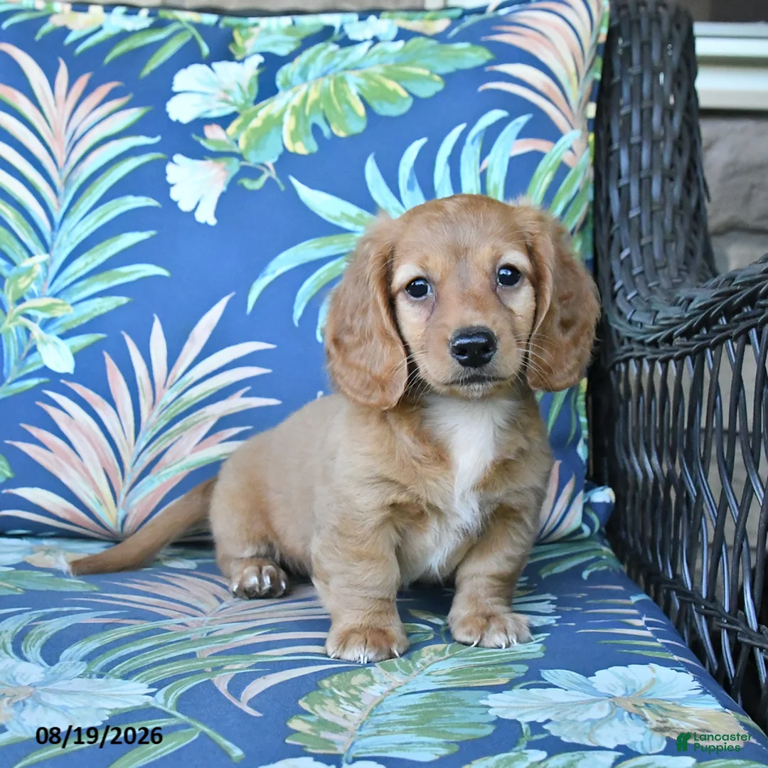 Miniature Dachshund dogs for sale: Rosie - Ad 1