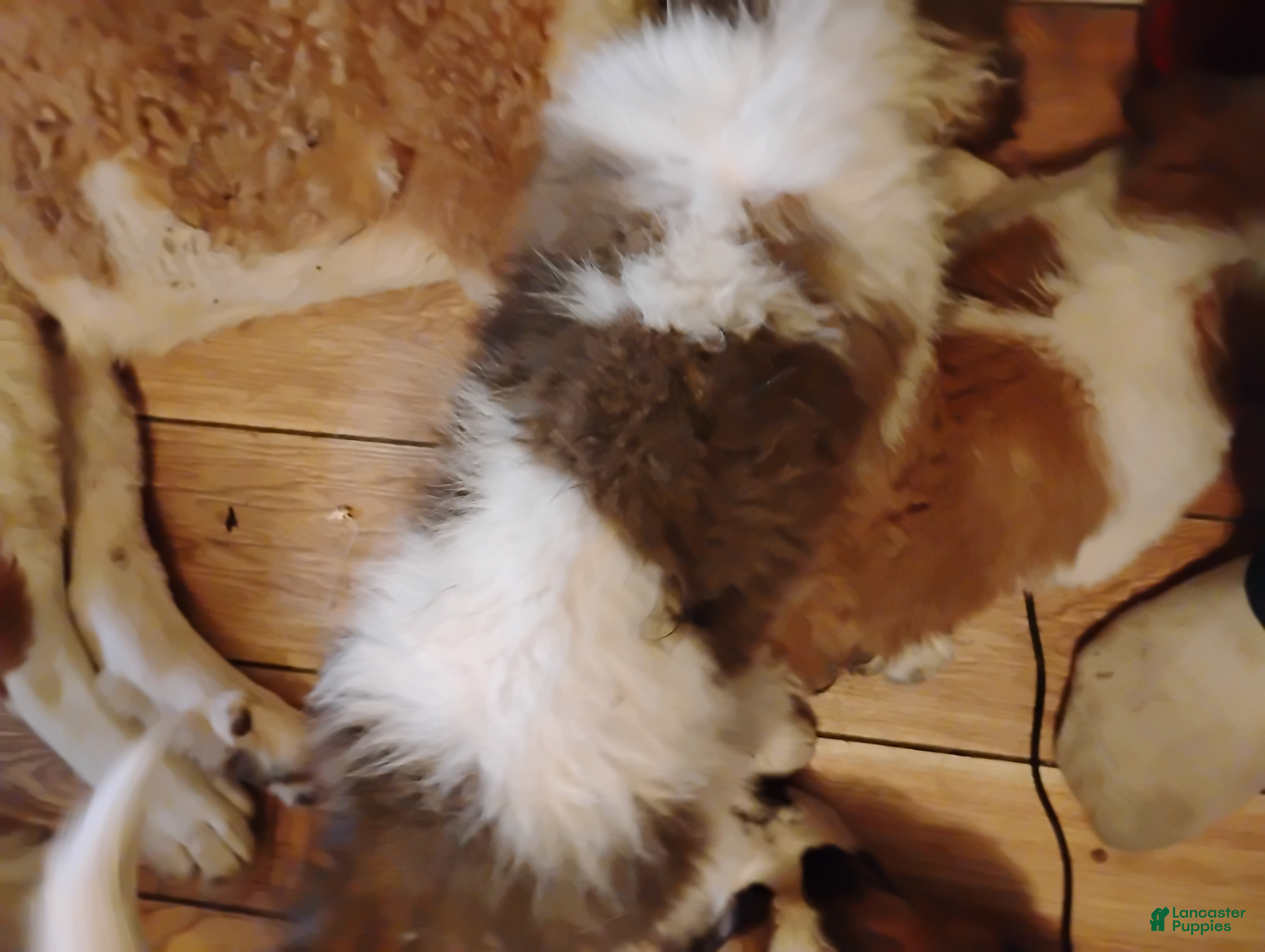 Saint Bernard dogs Saint Bernard Puppy 2 - Ad 27