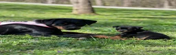 Rottweiler dogs for sale: Rottweiler 1 - Ad 34