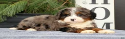 Mini Bernedoodle dogs for sale: Tinker - Ad 5