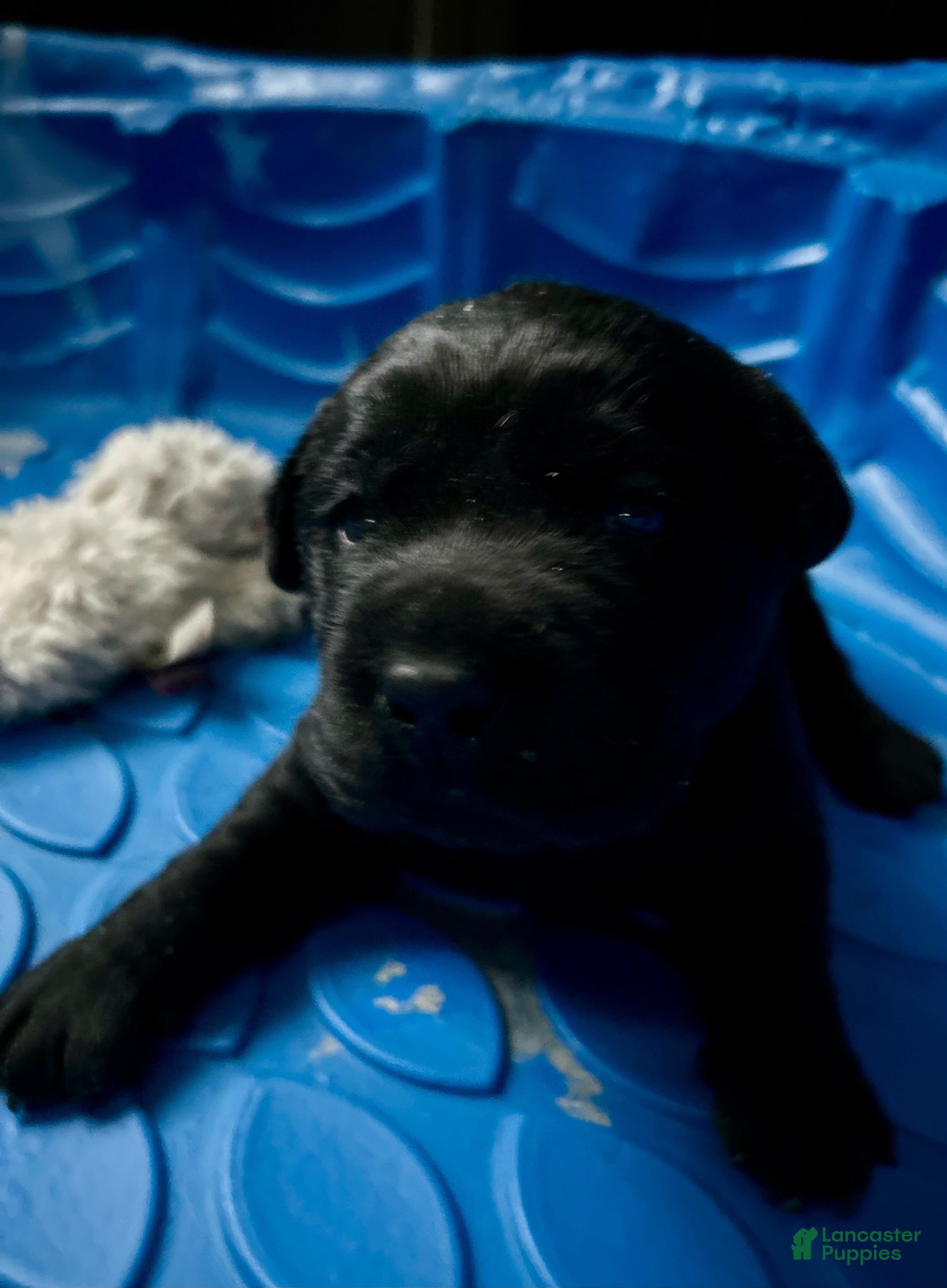 Labrador Retriever dogs Cole - Ad 2