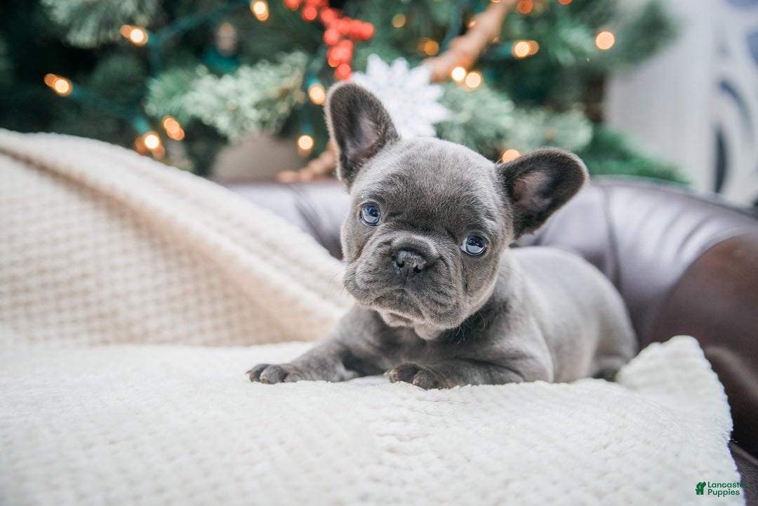 French Bulldog dogs for sale: Hazel - Ad 2