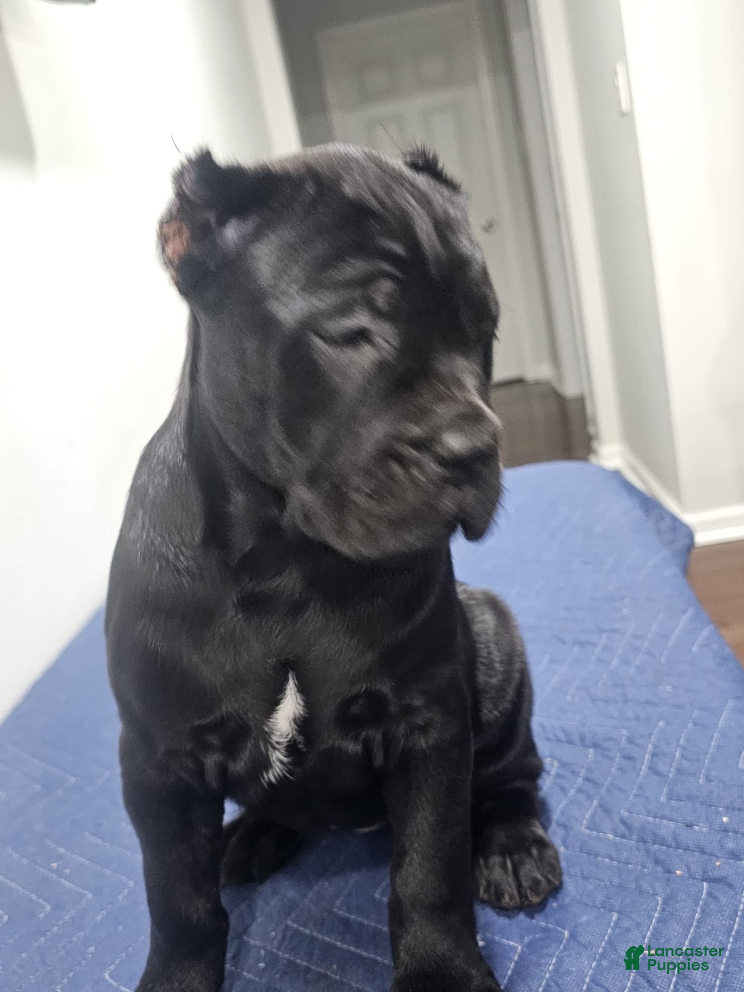 Cane Corso dogs CANDY - Ad 1