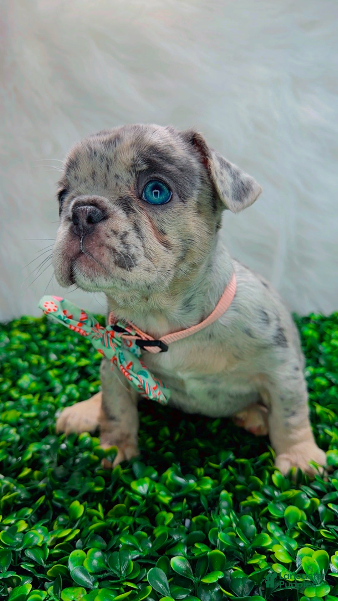 French Bulldog dogs for sale: TIFFANY - Ad 2