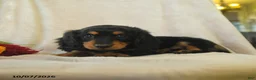 Miniature Dachshund dogs for sale: Kassie - Ad 3