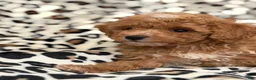 Toy Poodle dogs for sale: Hazel - Ad 11