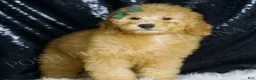 Mini Goldendoodle dogs for sale: Butters - Ad 2