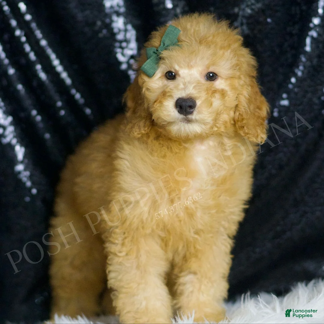 Mini Goldendoodle dogs for sale: Butters - Ad 2