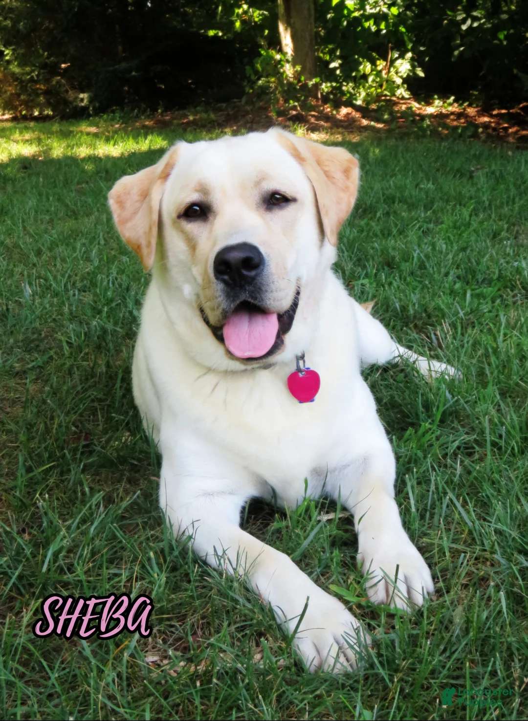 Labrador Retriever dogs for sale: Atlas - Ad 6