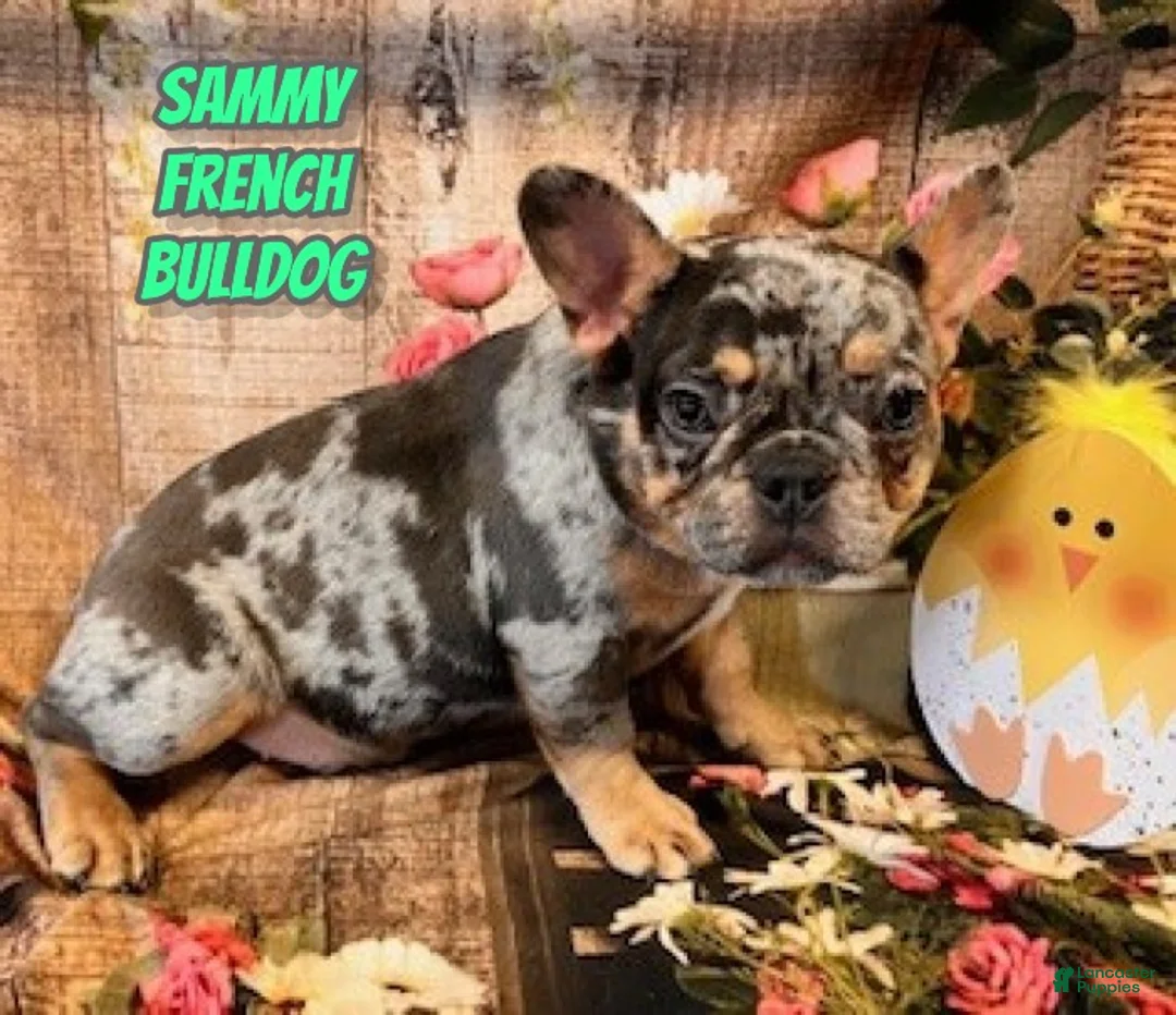 French Bulldog dogs for sale: Sammy - Ad 1