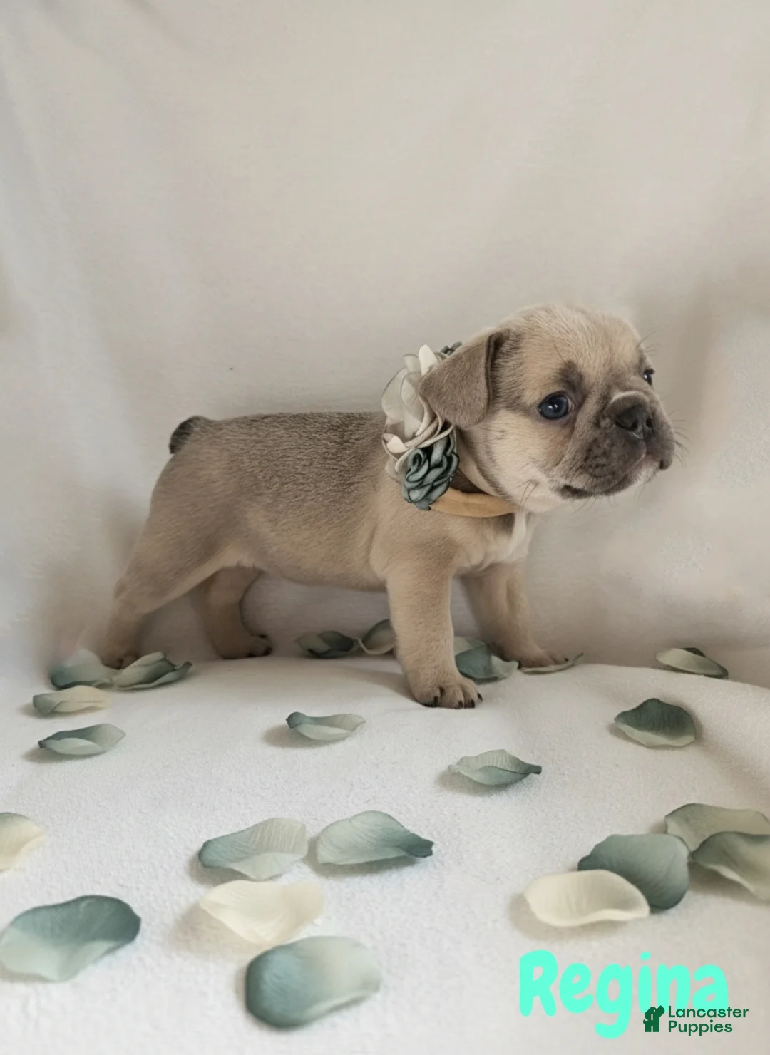 French Bulldog dogs for sale: French Bulldog Puppy 5 - Ad 4