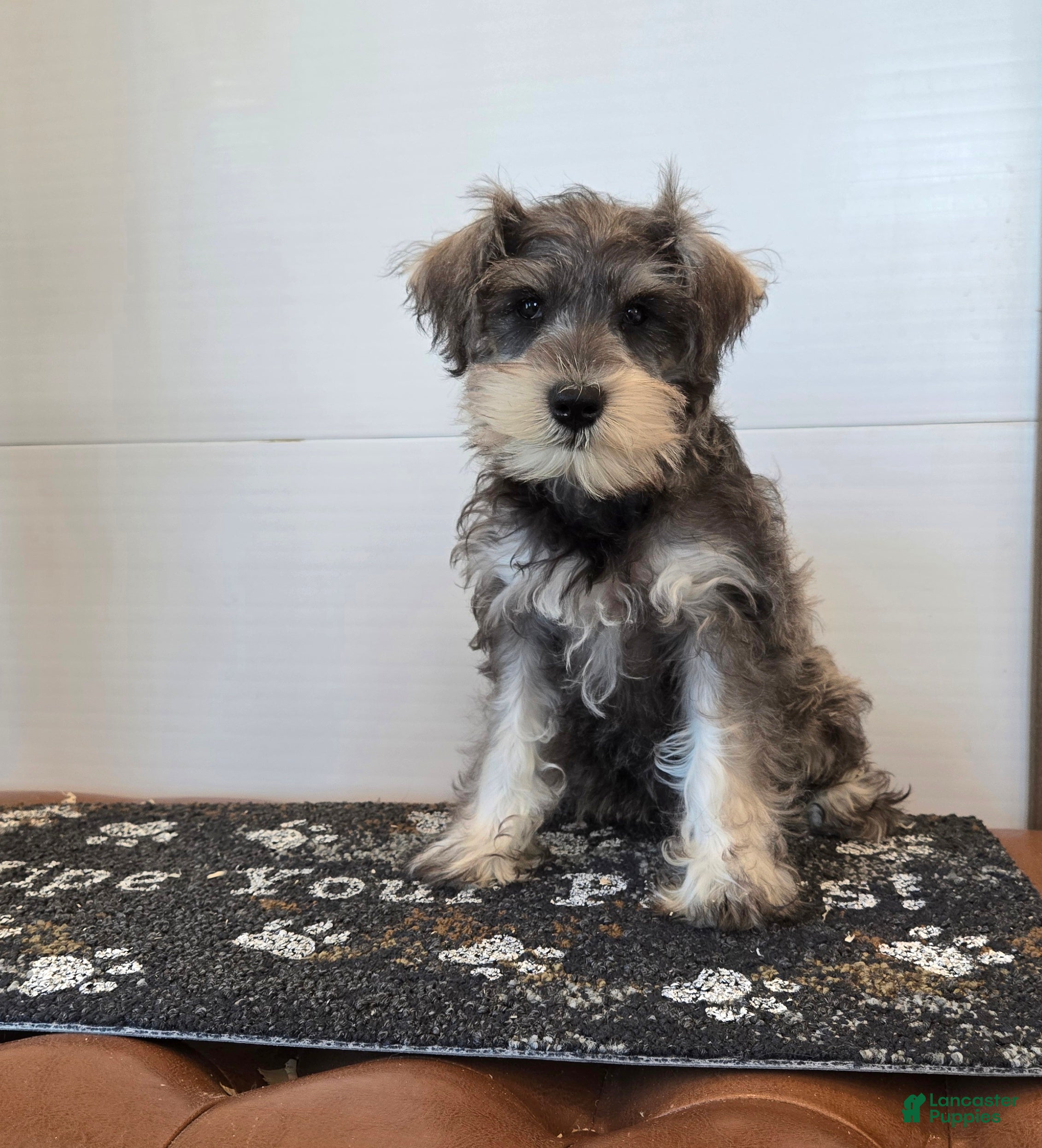 Miniature Schnauzer dogs Nessa - Ad 2