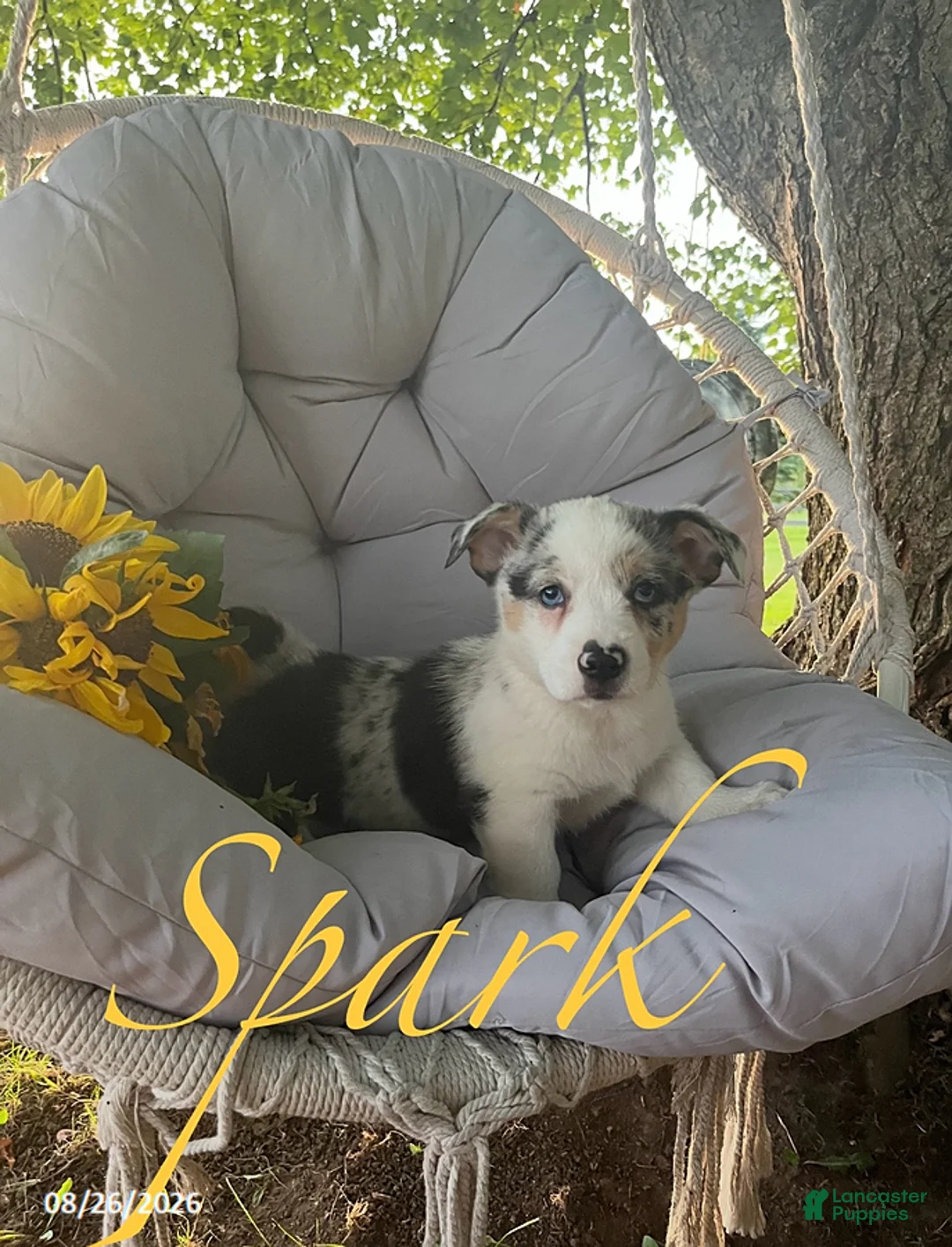 Welsh Corgi Pembroke dogs for sale: Spark - Ad 2