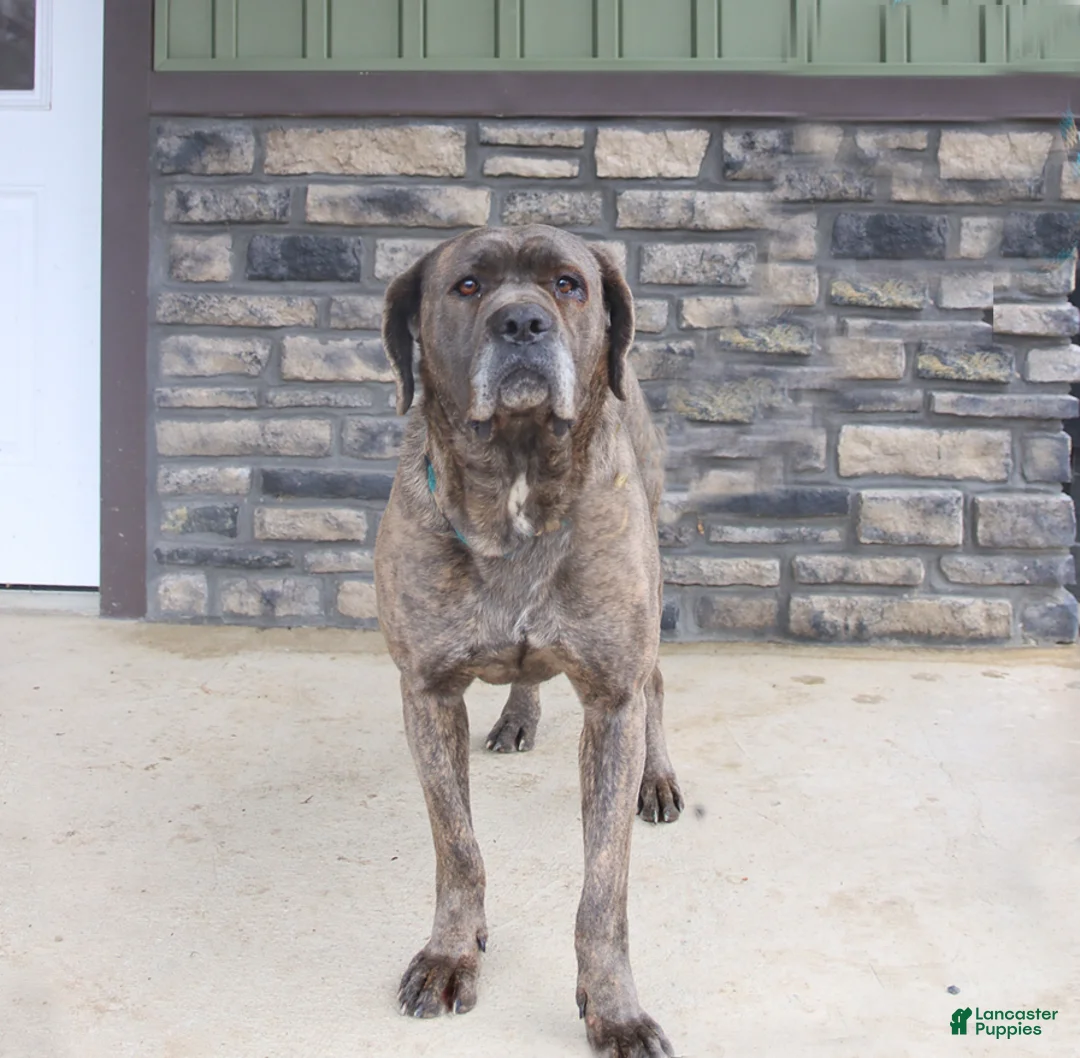 Cane Corso dogs for sale: Mia  - Ad 1