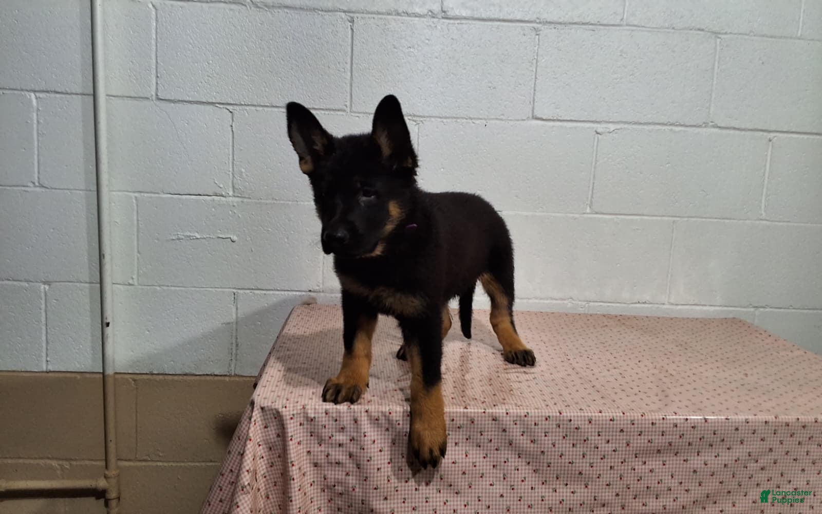 German Shepherd dogs Boomer - Ad 1