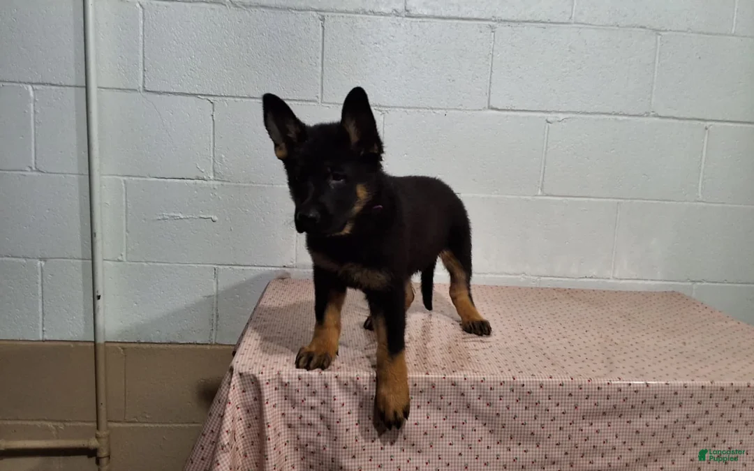 German Shepherd dogs for sale: Boomer - Ad 1