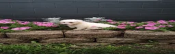 Maltese dogs for sale: Jasper - Ad 3