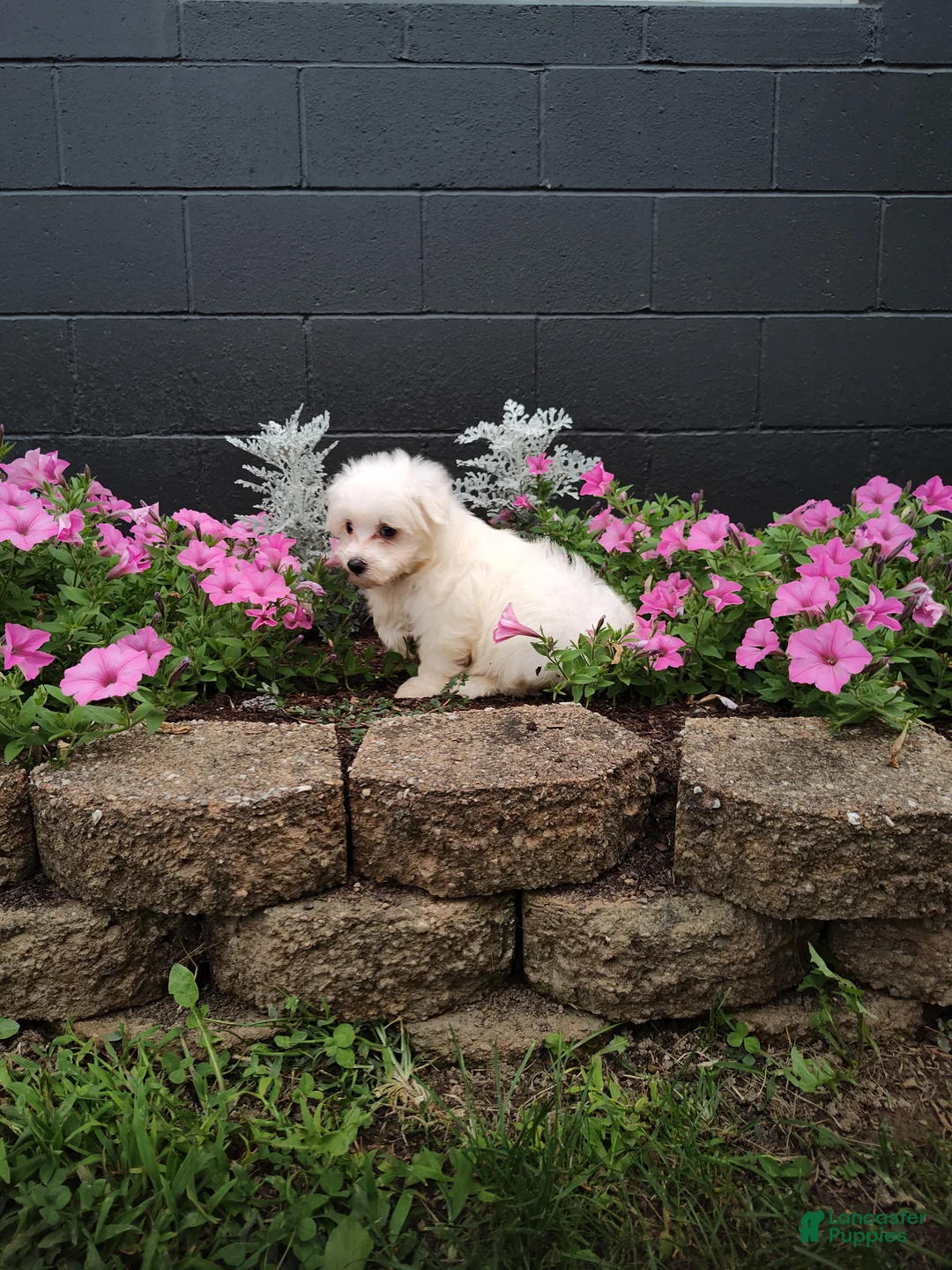 Maltese dogs for sale: Jasper - Ad 3