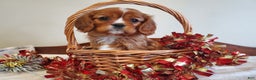 Cavalier King Charles Spaniel dogs for sale: DAISY - Ad 1