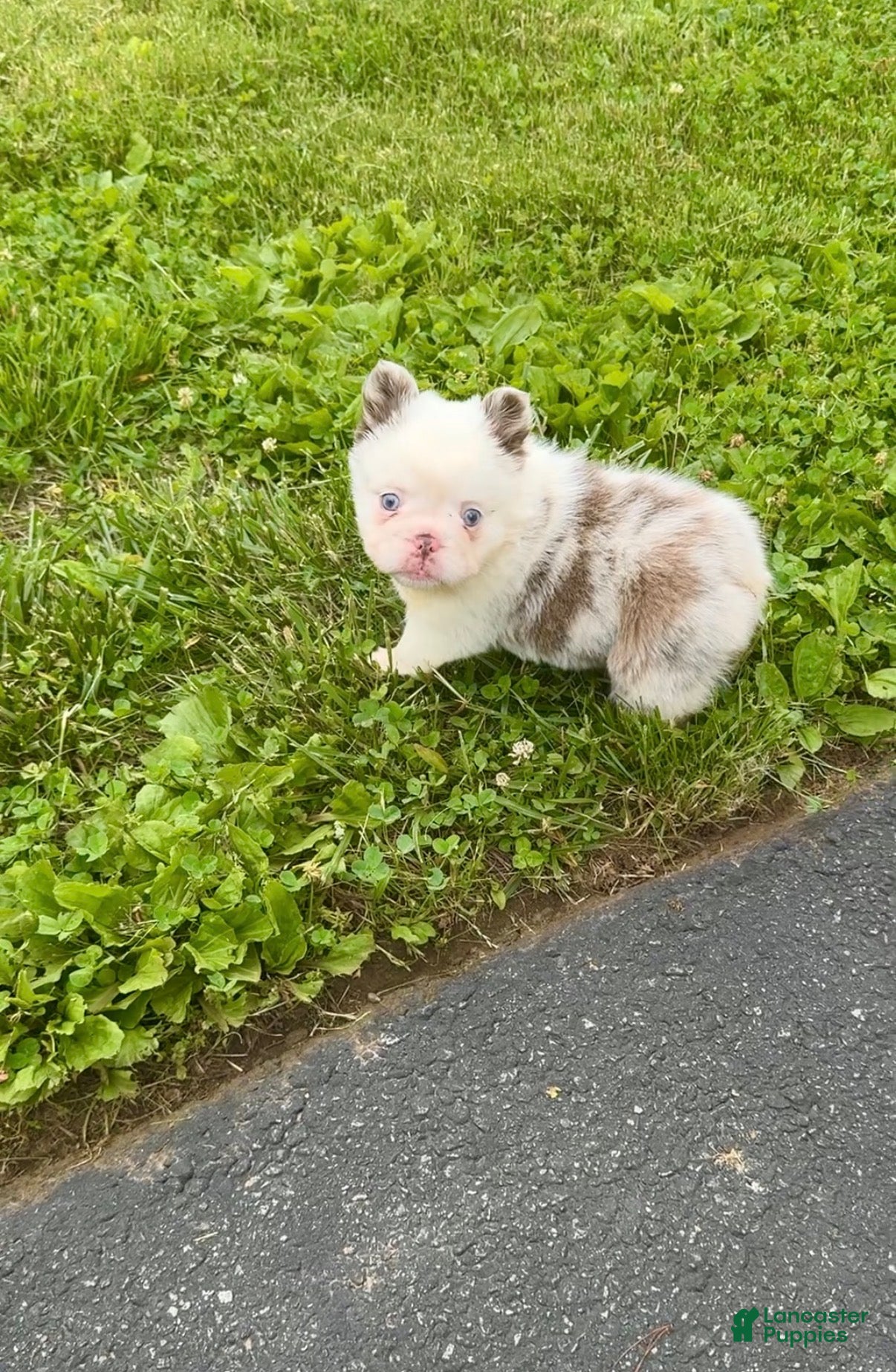 French Bulldog dogs French Bulldog Puppy 1 - Ad 1