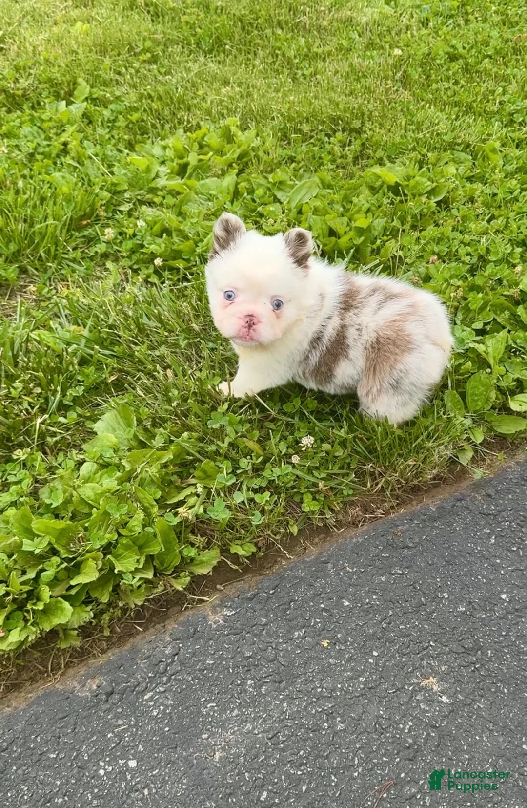 French Bulldog dogs for sale: French Bulldog Puppy 1 - Ad 1