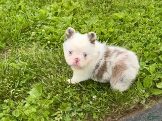 French Bulldog dogs for sale: French Bulldog Puppy 1 - Ad 2