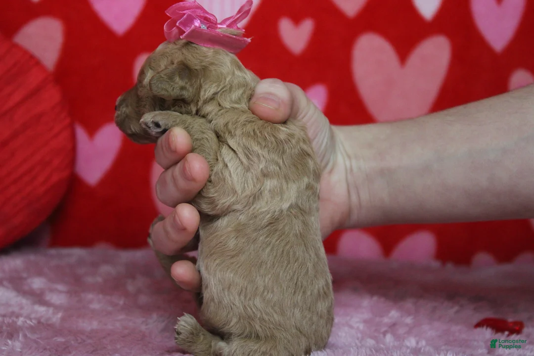 Goldendoodle dogs for sale: Pibb - Ad 13