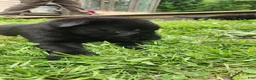 Belgian Malinois dogs for sale: Striker - Ad 4