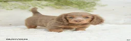 Miniature Dachshund dogs for sale: Luka - Ad 4