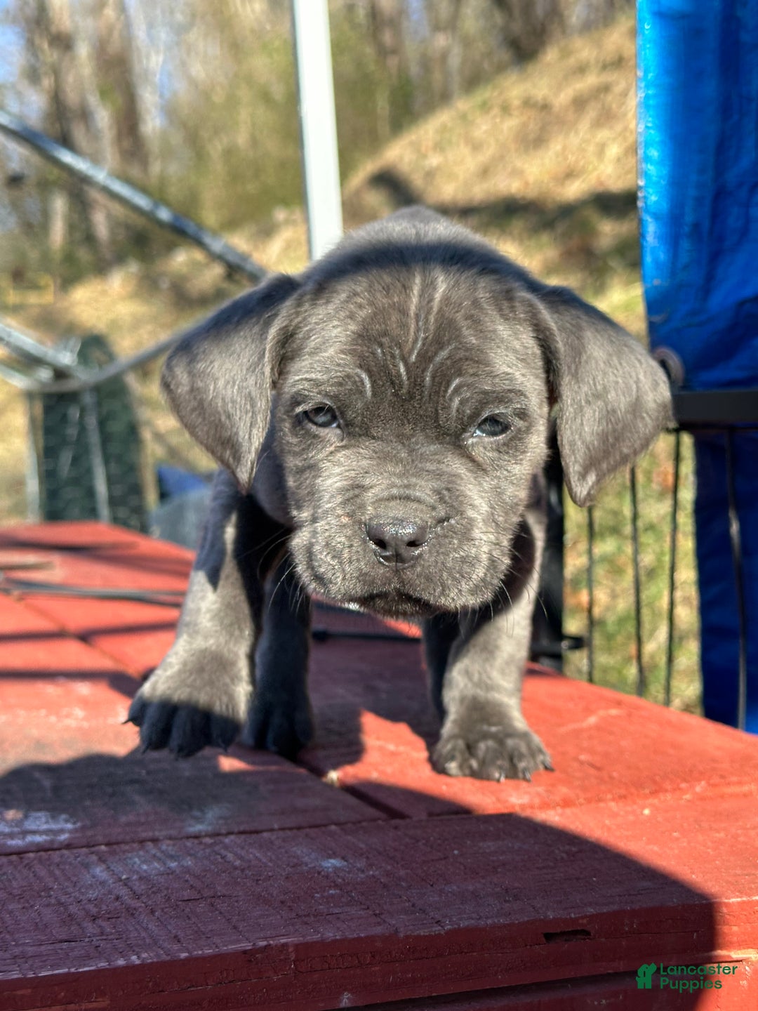 Cane Corso dogs for sale: Ash - Ad 4