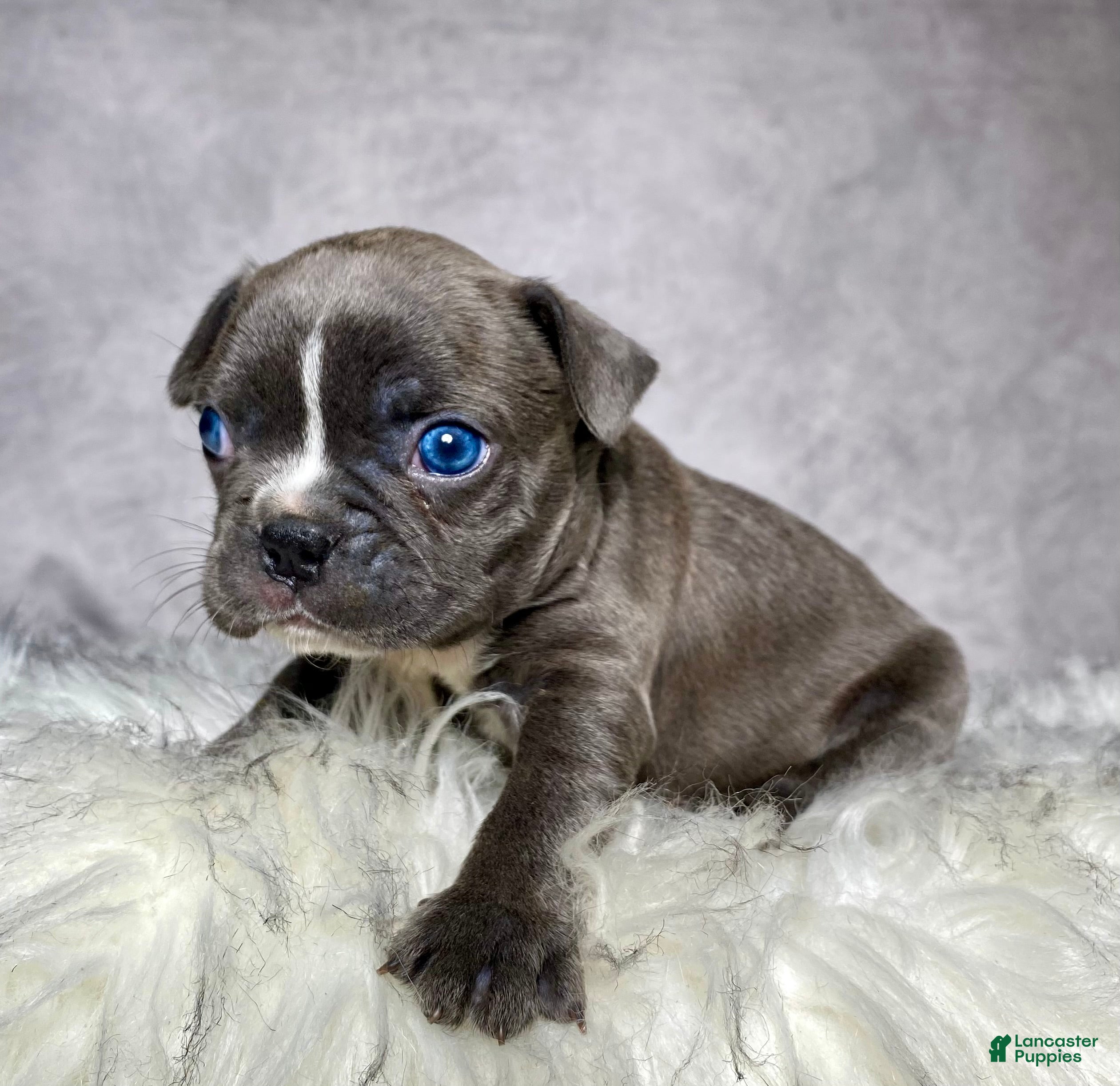 Frenchton dogs Mr. Finn - Ad 2