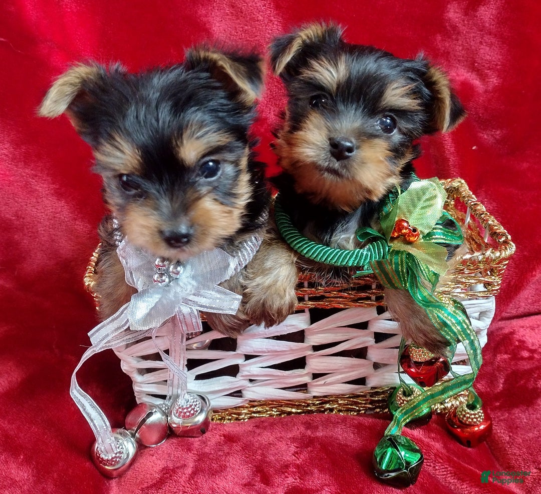 Yorkshire Terrier dogs for sale: Merry Belle - Ad 3