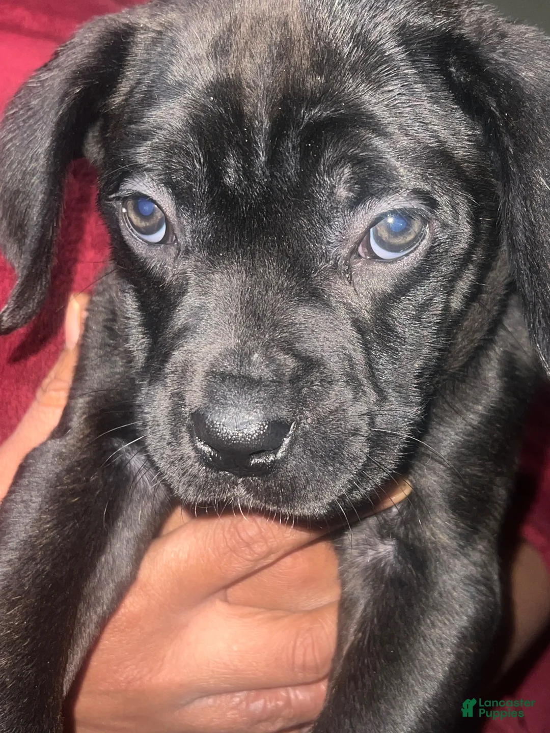 Cane Corso dogs for sale: Cane Corso Puppy 1 - Ad 5