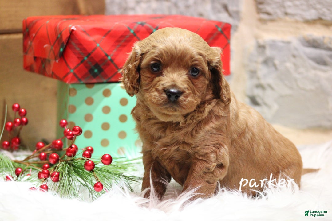 Cavapoo dogs for sale: Parker - Ad 2