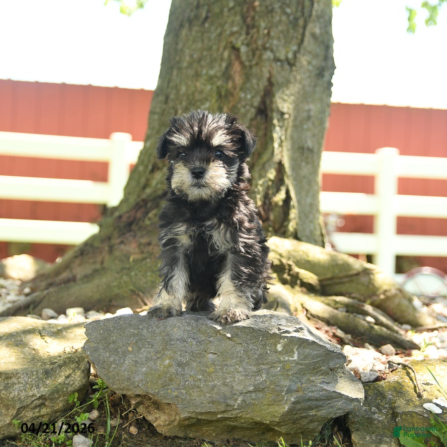 Miniature Schnauzer dogs Banner - Ad 1