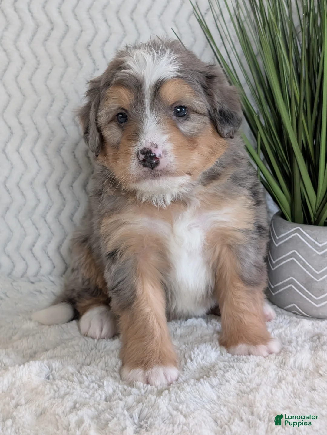 Mini Bernedoodle dogs for sale: Mini Dusty  - Ad 11