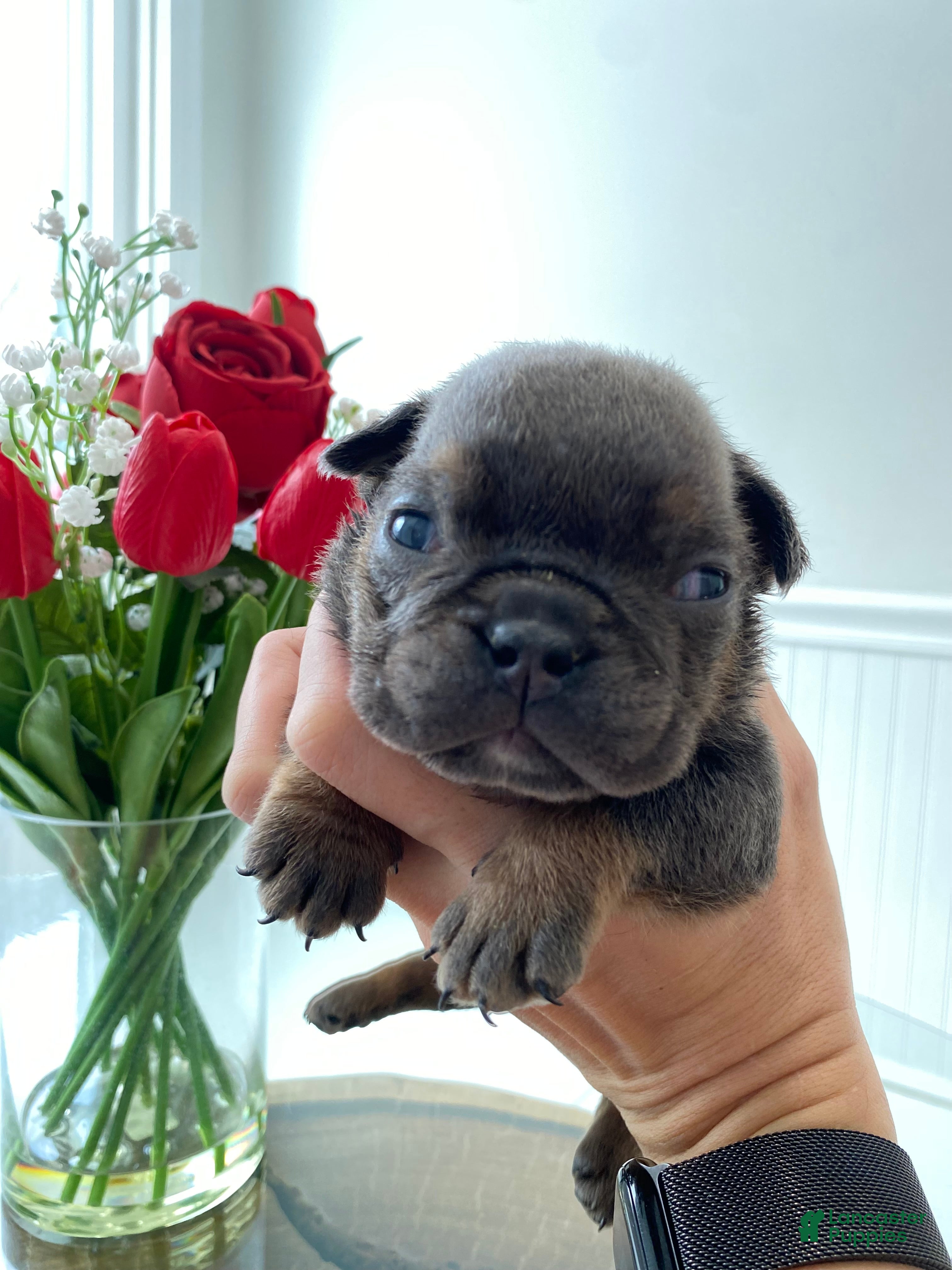 English Bulldog dogs Kisses - Ad 29