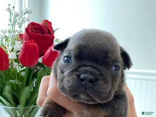 English Bulldog dogs Kisses - Ad 29