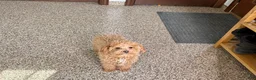 Maltipoo dogs for sale: Sherry - Ad 5