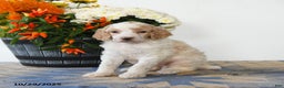 Standard Poodle dogs for sale: Tigger - Ad 4
